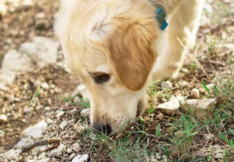 Why Do Dogs Eat Dirt? Breaking a Filthy Habit